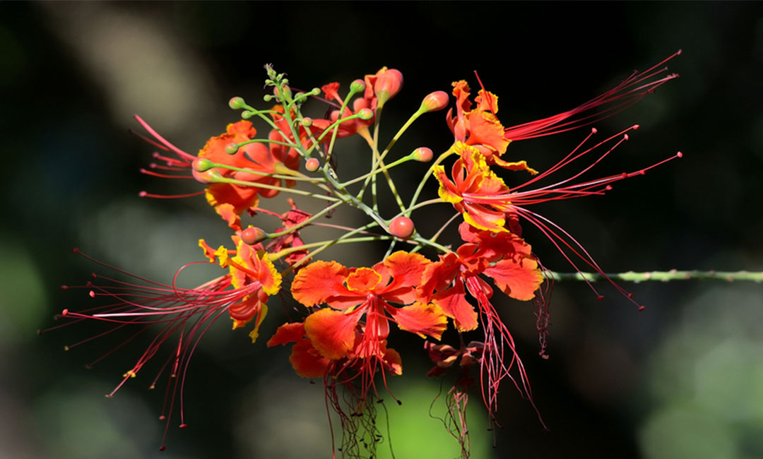 花帮主百科词条创建案例